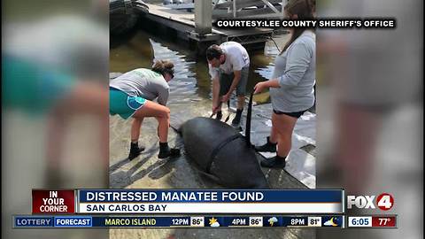 Baby manatee with suspected red tide illness