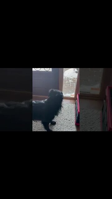 5 Benefits of Working Remotely That Every Pet Owner Should Know!