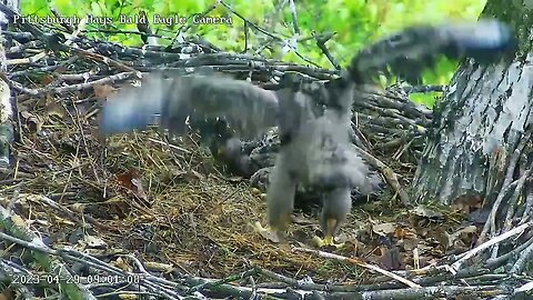 Hays Eagles "Hey look at me, big wingers and stompers too! H19 04-29-2023 09:01am