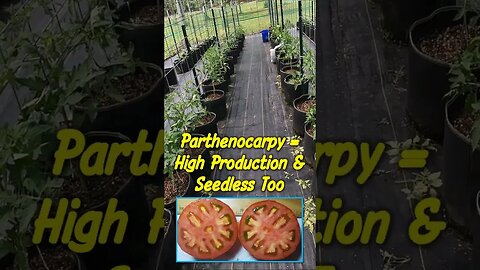Superbear: Hot and Cold Set Tomato in 2nd Generation