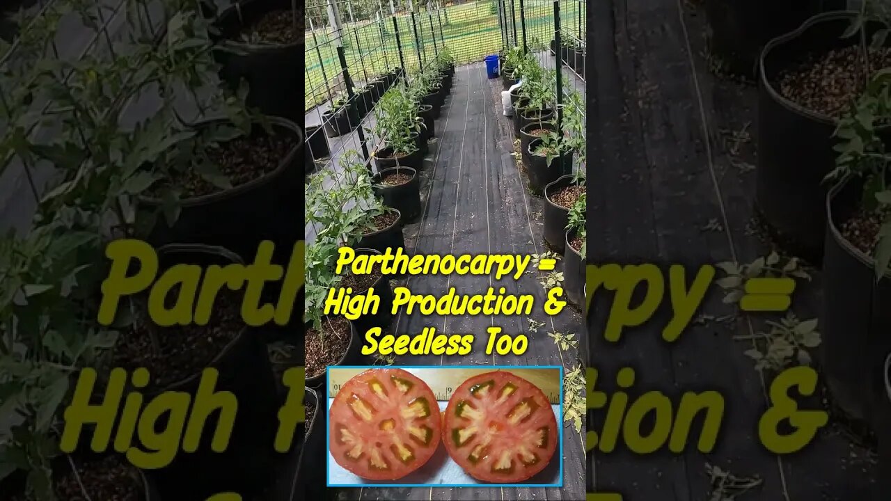 Superbear: Hot and Cold Set Tomato in 2nd Generation