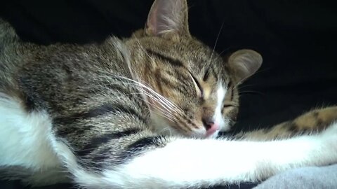 When a Cat Sleeps, He Is Not Joking