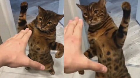 Best video to Having fun with cat 😃