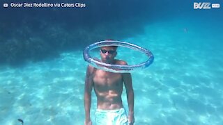 Jellyfish has great fun swimming and spinning in bubble of air