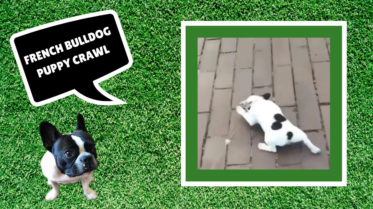French Bulldog Puppy Crawl - Stella The Frenchie