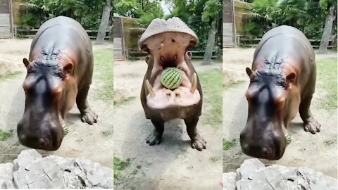 Amazing Big Funny Animal | funny animmal in the world.