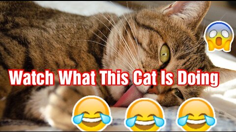 Best Funny Animal Videos - Watch This Funny Cute Dog Does With A Shower Cap And A Tooth Brush