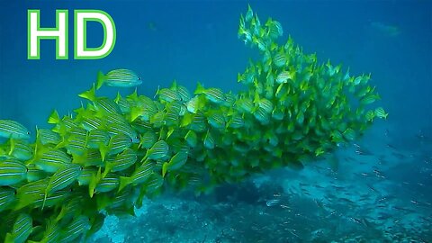 Amazing Underwater Sea life Royalty Free Stock Footage No copyright Videos