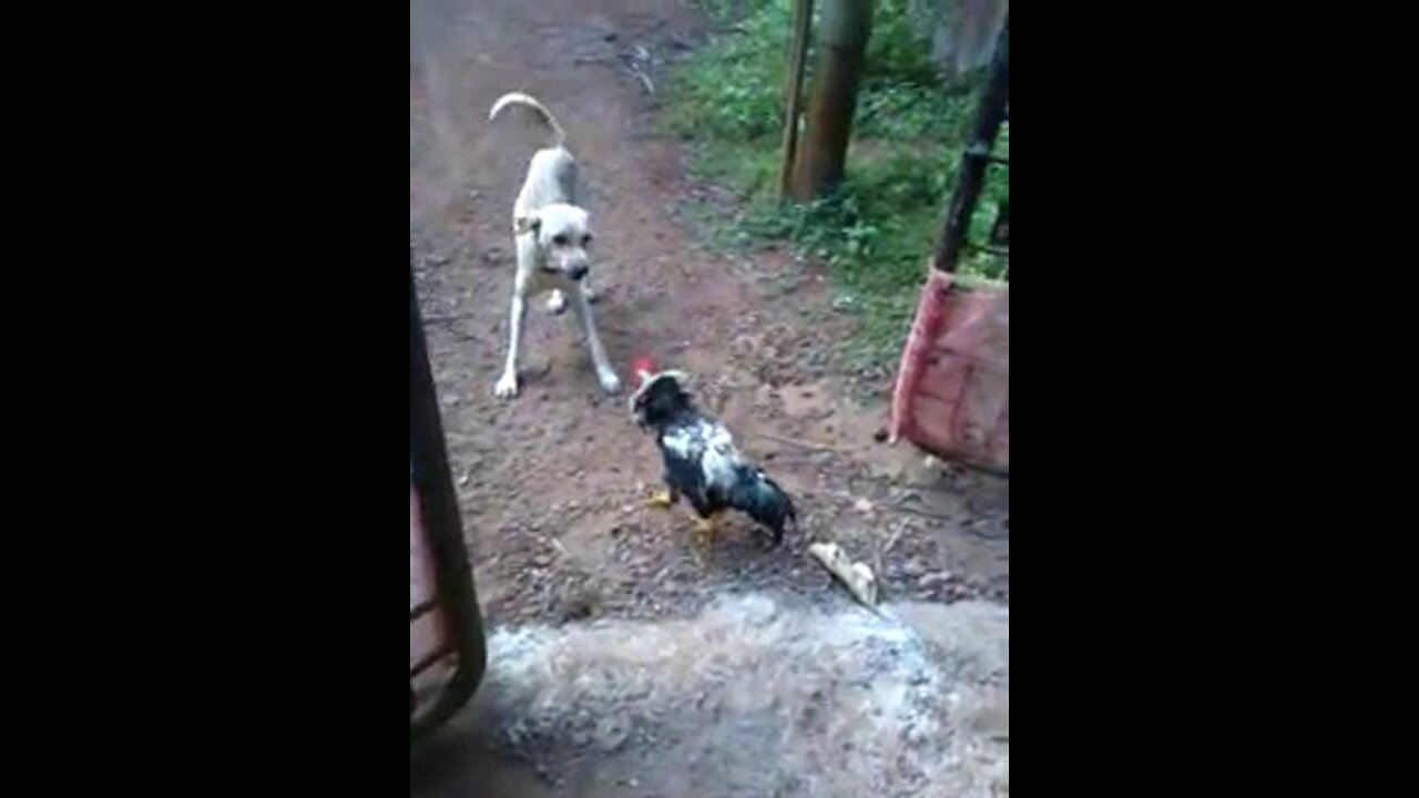 Dog Chicken Funny Fight Video