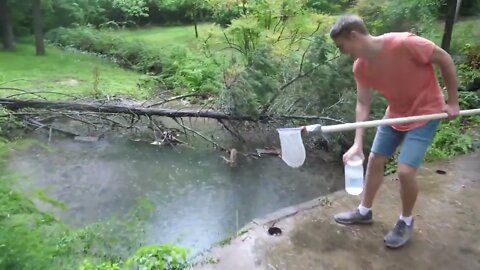 Baby Snapping Turtle vs Crayfish-8