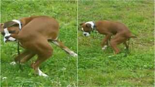 Il mistero del nastro scomparso... Colpa del cane!