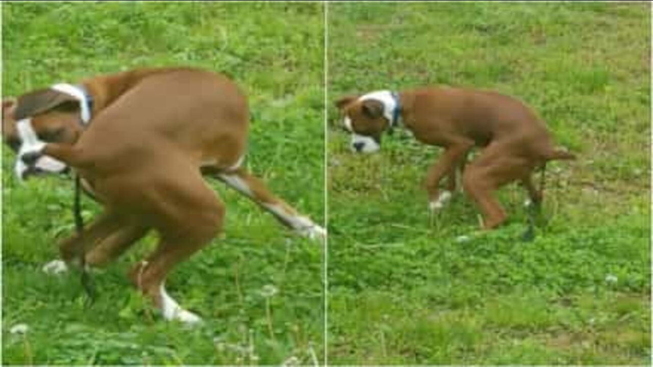 Il mistero del nastro scomparso... Colpa del cane!