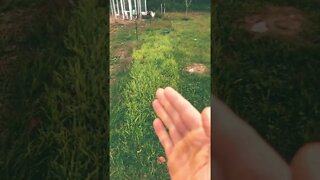 💩 Trading is like Chicken Poop 💩