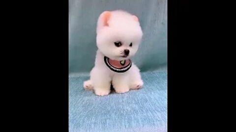 CUTE PUPPY