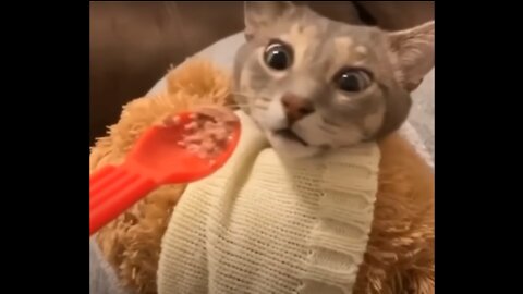 Funniest Cats 😹 - Don't try to hold back Laughter #6