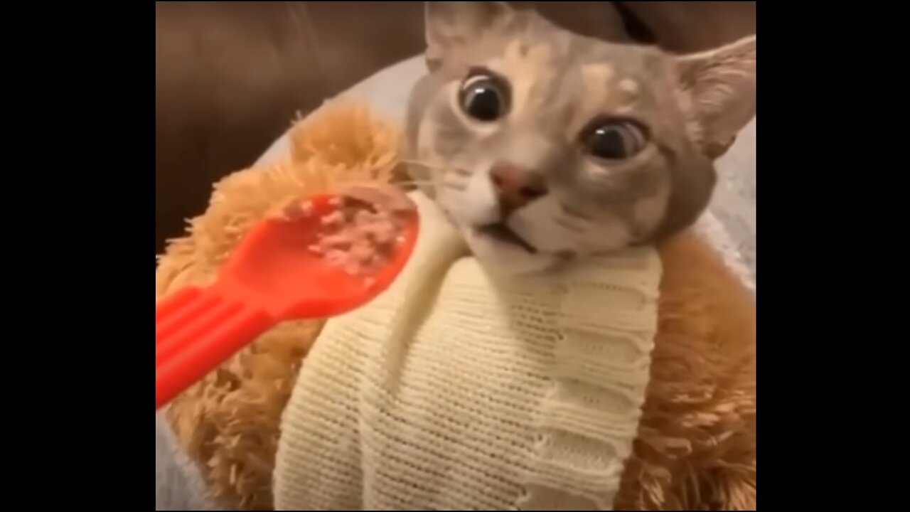 Funniest Cats 😹 - Don't try to hold back Laughter #6