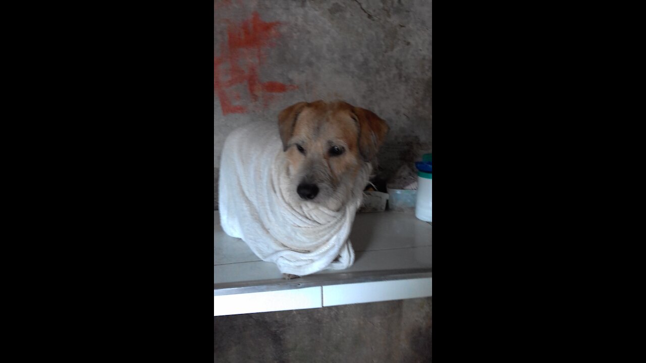 ponygon bath day