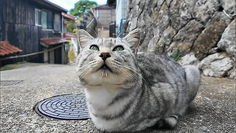 I stroked the cats sitting in the back alleys of the fishing port town on Cat Island.