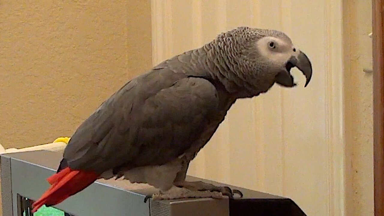 Curious parrot wants to know the color of coffee