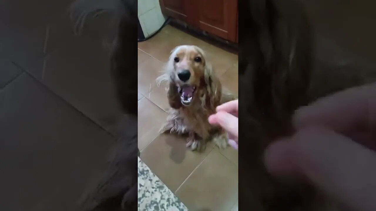 #dogshow, #amimals, #dogs, #shorts