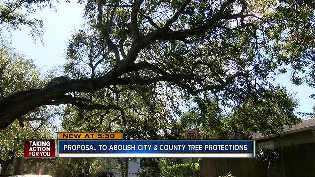 New proposal puts localized tree protections in Florida in jeopardy
