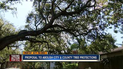 New proposal puts localized tree protections in Florida in jeopardy