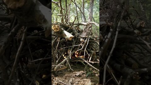 Pull Start Fire #camping #survival #bushcraft