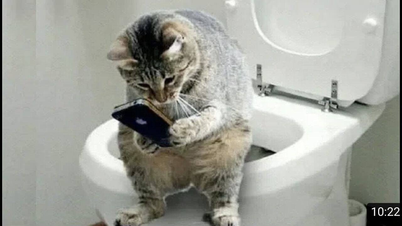 Funny And Cute Cat'S Life