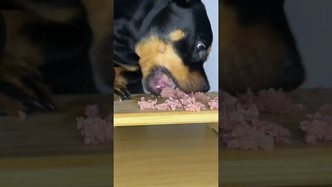 ASMR PUP ROCK EXCLUSIVE (MUST WATCH) [4K] #relax #asmr #shorts #short