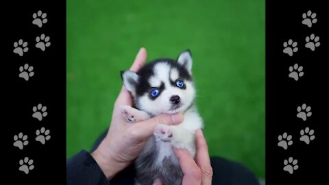 Micro Husky Puppy