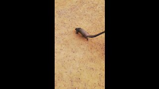 Of the strangest animals, reptiles see (Can you know it)