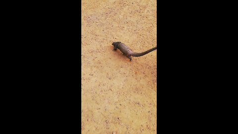 Of the strangest animals, reptiles see (Can you know it)