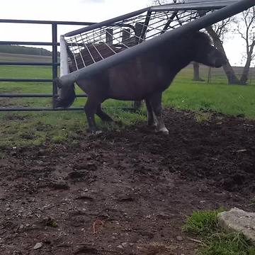 "Pony Scratches His Butt on Fence and Fence Breaks"