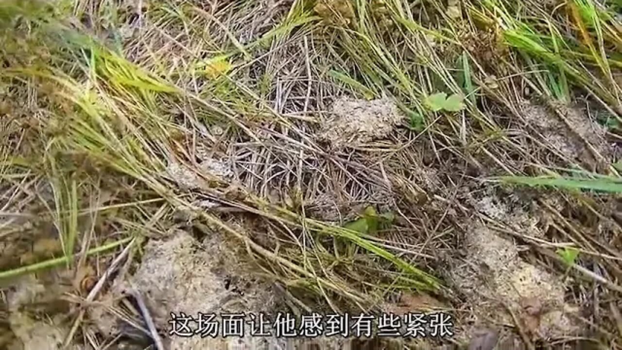Living Alone in the Wilderness Season 5 full version, 10 people survive in the wilderness for 60 day