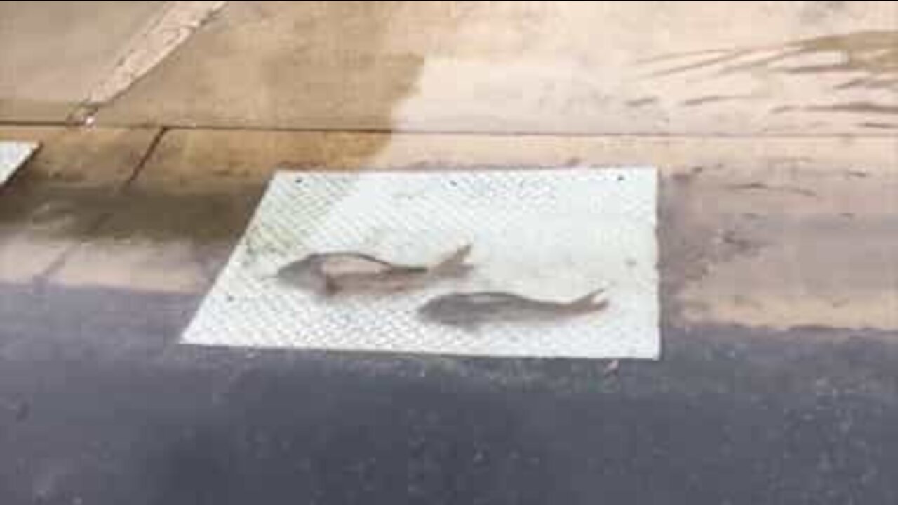 Pesci nuotano indisturbati tra le strade texane