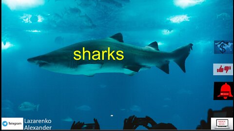 sharks