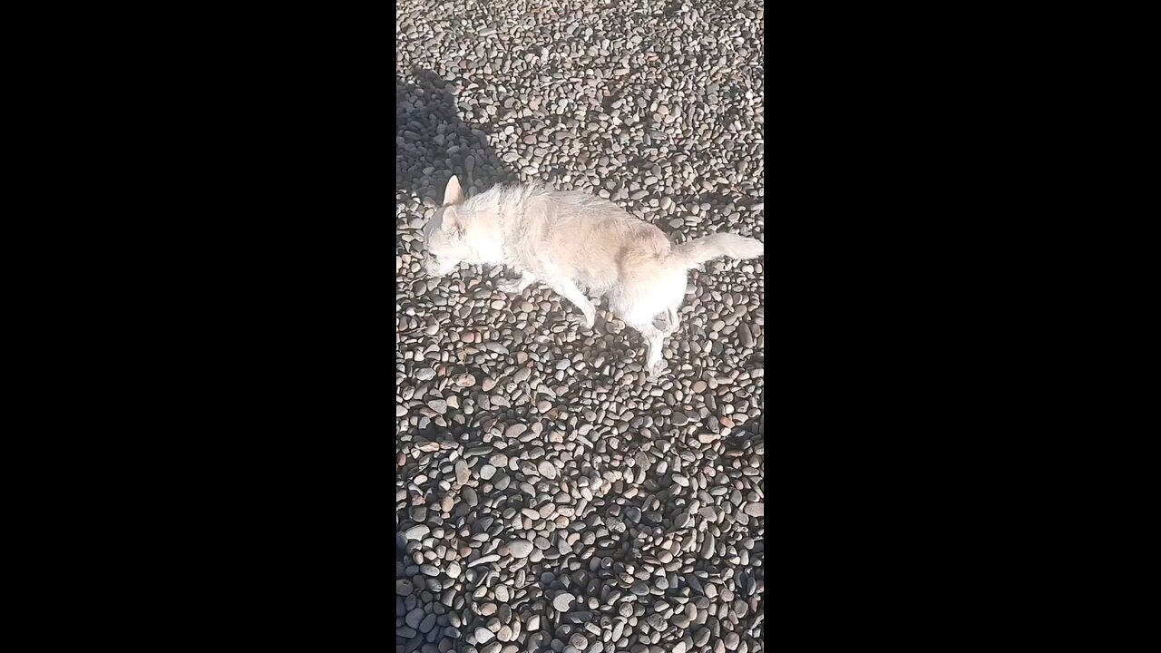 The Miracle of X39 15 Year Old Chihuahua Jumps Out of Her Deathbed