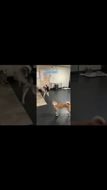 [Shorts 0096] DEMETRI [#dogs #doggos #doggies #puppies #dogdaycare]