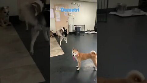 [Shorts 0096] DEMETRI [#dogs #doggos #doggies #puppies #dogdaycare]