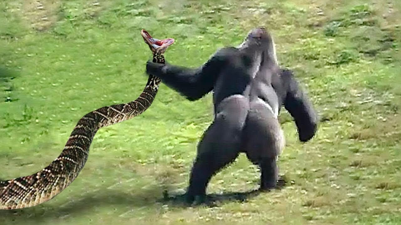 Gorilla & Anaconda - Gorilla King Teaches Anaconda A Lesson To Prove Who Owns Forest
