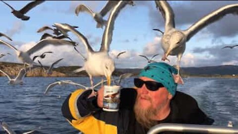 In alto mare: un gruppo di gabbiani si concede il tè delle cinque