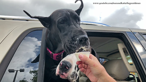 Happy Great Danes Enjoy a Little Cup of Custard