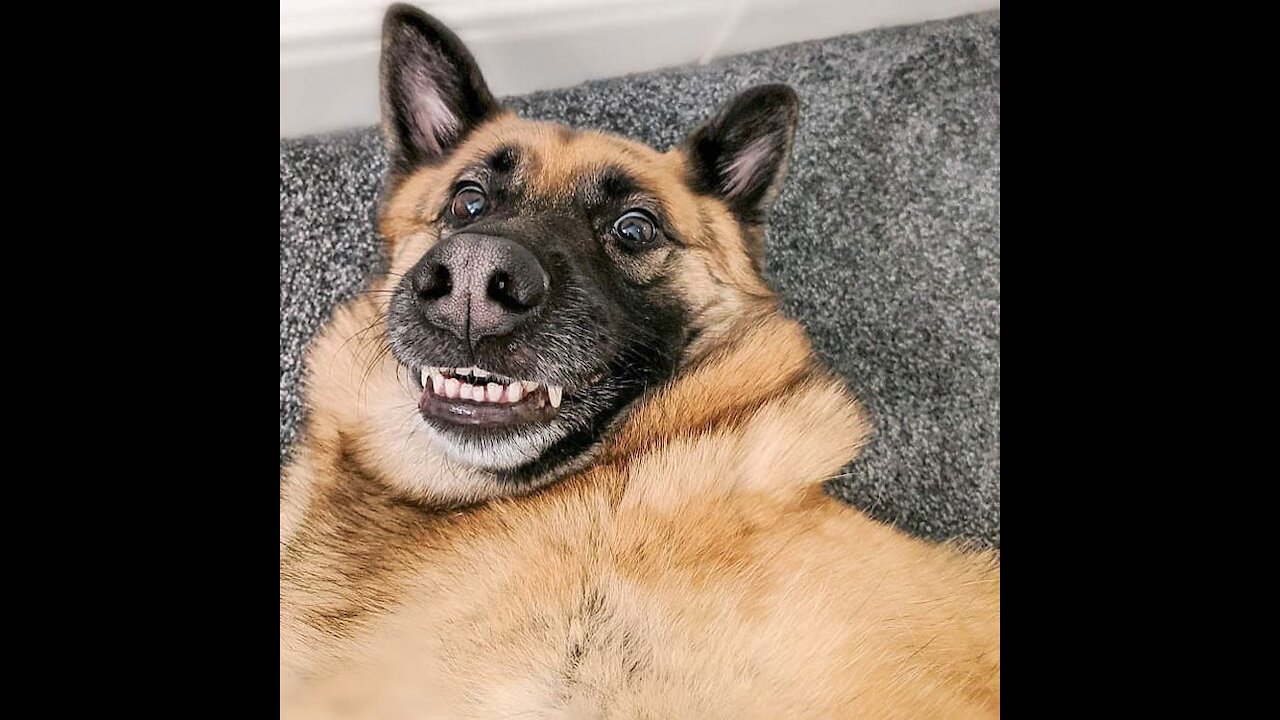 🤣Funny Dog Videos 2020🤣 🐶 It's time to LAUGH with Dog's life