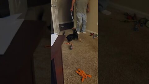 Snickers just wanting to play.