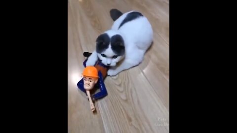 Kitten Loves Having Fun With the toy