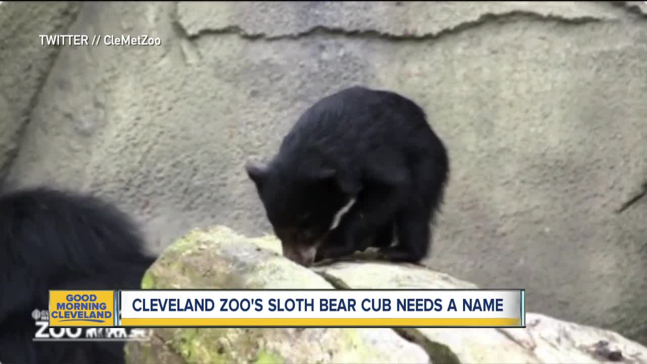 Sloth bear cub needs a name