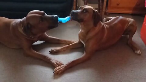 Rhodesian Ridgeback Pup Wins Tug-o-War