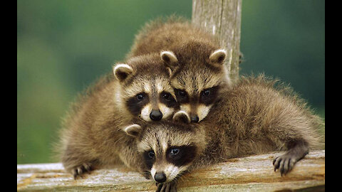 FUN RACKS! THESE BABIES WILL MAKE YOU BACK TO Tears. FUNNY ANIMALS 2019