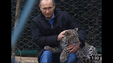 Russia President play with Tiger