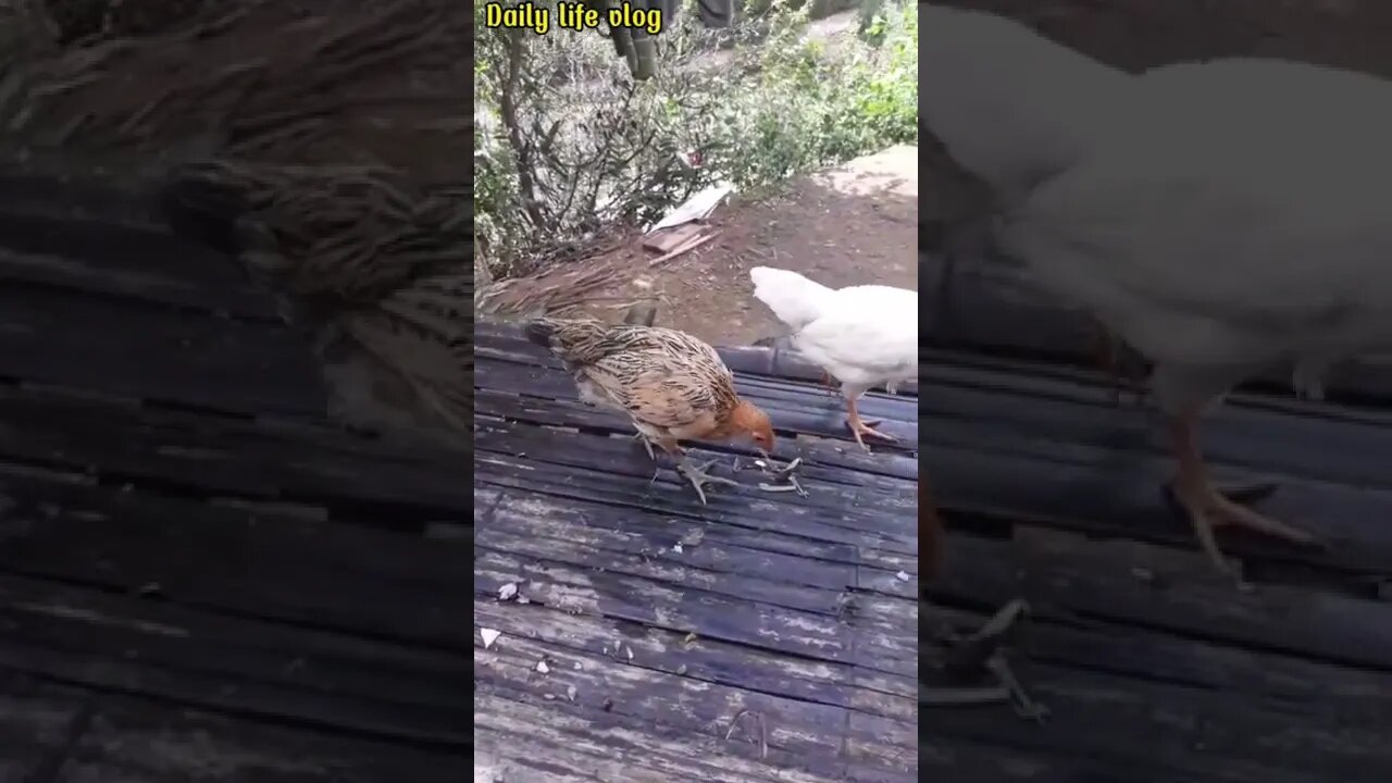 oh my god my two cute chickens